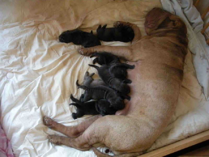 du Val Ternois - Shar Pei - Portée née le 14/06/2009