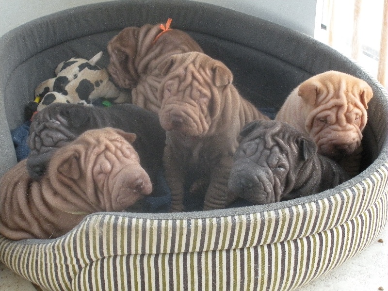 du Val Ternois - Shar Pei - Portée née le 06/01/2010